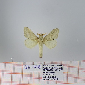  (Bombycopsis sp. 16 - Str-079)  @13 [ ] Unspecified (default): All Rights Reserved  Unspecified Unspecified
