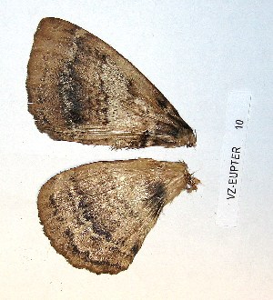  ( - VZ-EUPTER-10)  @12 [ ] Unspecified (default): All Rights Reserved  Unspecified Unspecified