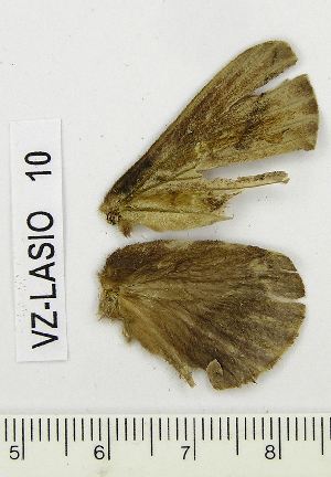  (Euthrix potatoria ascoldensis - VZ-LASIO-10)  @11 [ ] Unspecified (default): All Rights Reserved  Unspecified Unspecified