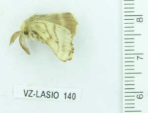  (Malacosoma castrensis - VZ-LASIO-140)  @12 [ ] Unspecified (default): All Rights Reserved  Unspecified Unspecified