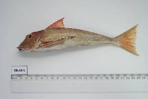 ( - CDL-LB-1)  @11 [ ] Unspecified (default): All Rights Reserved (2024) INRH, Morocco INRH, Morocco