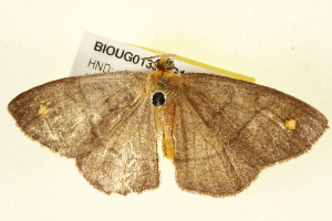  (Nephodia betala - BIOUG01334-G10)  @12 [ ] CreativeCommons - Attribution (2011) CBG Photography Group Centre for Biodiversity Genomics