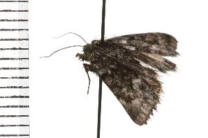  ( - 07WNP-10798)  @12 [ ] CreativeCommons - Attribution (2008) CBG Photography Group Centre for Biodiversity Genomics