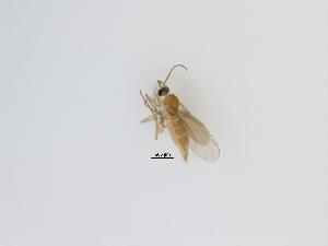  (Sciaridae_genus_JH01 sp. 13_TM - LW-F43-2)  @11 [ ] CreativeCommonsAttribution Non-Commercial (2018) Unspecified Zhejiang A&F University