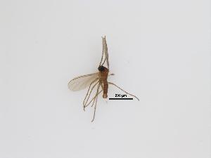  (Corynoptera sp. 18_TM - LW-XG270-2)  @11 [ ] CreativeCommonsAttribution Non-Commercial (2434) Unspecified Zhejiang A&F University
