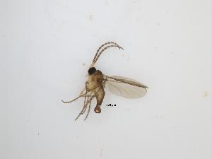  ( - TMM-1221-2)  @11 [ ] CreativeCommonsAttribution Non-Commercial (2018) Unspecified Zhejiang A&F University