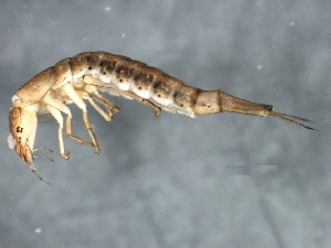  ( - 10PROBE-27028)  @12 [ ] CreativeCommons - Attribution (2010) CBG Photography Group Centre for Biodiversity Genomics