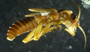  ( - USGSJJGAKBA02D)  @13 [ ] CreativeCommons  Attribution Non-Commercial Share-Alike (2016) Unspecified U. S. Geological Survey