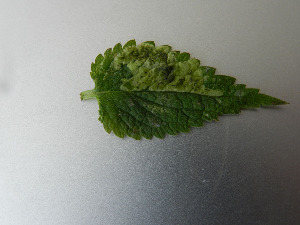  (Amauromyza labiatarum - RMNH.INS.546088)  @13 [ ] CreativeCommons - Attribution Non-Commercial Share-Alike (2012) Naturalis, Biodiversity Centre Naturalis, Biodiversity Centre