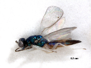  ( - RMNH.INS.100270)  @12 [ ] CreativeCommons - Attribution Non-Commercial Share-Alike (2016) Unspecified Naturalis Biodiversity Center