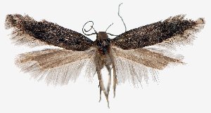 (Stomopteryx alpinella - TLMF Lep 21931)  @14 [ ] CreativeCommons - Attribution Non-Commercial Share-Alike (2017) Peter Huemer Tiroler Landesmuseum