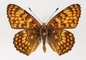  (Melitaea - TLMF Lep 22562)  @15 [ ] CreativeCommons - Attribution Non-Commercial Share-Alike (2017) Peter Huemer Tiroler Landesmuseum