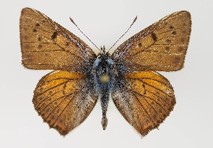  (Lycaena alciphron - TLMF Lep 22591)  @14 [ ] CreativeCommons - Attribution Non-Commercial Share-Alike (2017) Peter Huemer Tiroler Landesmuseum