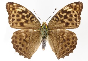  (Argynnis paphia - TLMF Lep 22601)  @15 [ ] CreativeCommons - Attribution Non-Commercial Share-Alike (2017) Peter Huemer Tiroler Landesmuseum