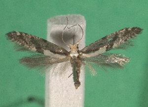  ( - KLM Lep 08852)  @13 [ ] CreativeCommons - Attribution Non-Commercial Share-Alike (2018) Christian Wieser Landesmuseum Kärnten