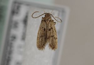  ( - TLMF Lep 25393)  @11 [ ] CreativeCommons - Attribution Non-Commercial Share-Alike (2018) Peter Huemer Tiroler Landesmuseum