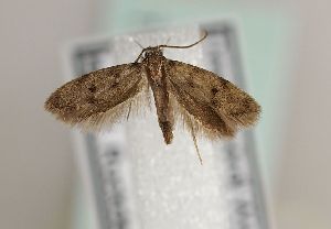  ( - TLMF Lep 25403)  @11 [ ] CreativeCommons - Attribution Non-Commercial Share-Alike (2018) Peter Huemer Tiroler Landesmuseum