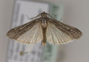  ( - TLMF Lep 26416)  @11 [ ] CreativeCommons - Attribution Non-Commercial Share-Alike (2018) Peter Huemer Tiroler Landesmuseum