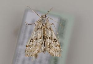  ( - TLMF Lep 26585)  @12 [ ] CreativeCommons - Attribution Non-Commercial Share-Alike (2018) Peter Huemer Tiroler Landesmuseum