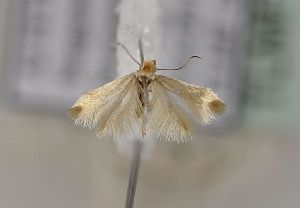  ( - TLMF Lep 26656)  @11 [ ] CreativeCommons - Attribution Non-Commercial Share-Alike (2018) Peter Huemer Tiroler Landesmuseum