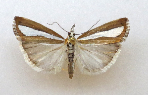  ( - TLMF Lep 27084)  @11 [ ] CreativeCommons - Attribution Non-Commercial Share-Alike (2019) Bassi G. Tiroler Landesmuseum