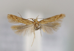  ( - TLMF Lep 27131)  @11 [ ] CreativeCommons - Attribution Non-Commercial Share-Alike (2019) Peter Huemer Tiroler Landesmuseum