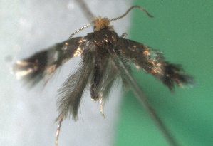  ( - KLM Lep 14290)  @12 [ ] CreativeCommons - Attribution Non-Commercial Share-Alike (2018) Christian Wieser Landesmuseum K&auml;rnten