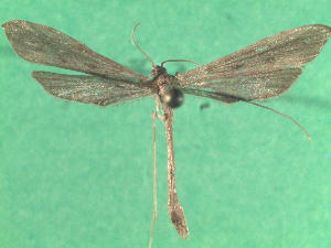  ( - KLM Lep 14452)  @11 [ ] CreativeCommons - Attribution Non-Commercial Share-Alike (2018) Christian Wieser Landesmuseum Kärnten