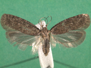  (Agonopterix flurii - KLM Lep 14960)  @11 [ ] CreativeCommons - Attribution Non-Commercial Share-Alike (2018) Christian Wieser Landesmuseum Kärnten