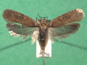  ( - KLM Lep 14996)  @11 [ ] CreativeCommons - Attribution Non-Commercial Share-Alike (2018) Christian Wieser Landesmuseum Kärnten