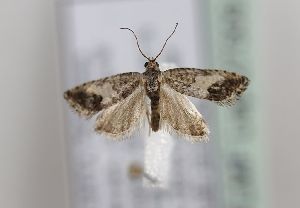  ( - TLMF Lep 27309)  @11 [ ] CreativeCommons - Attribution Non-Commercial Share-Alike (2019) Peter Huemer Tiroler Landesmuseum