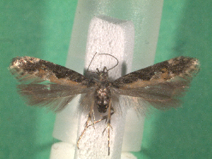  ( - KLM Lep 15082)  @11 [ ] CreativeCommons - Attribution Non-Commercial Share-Alike (2020) Christian Wieser Landesmuseum K&auml;rnten