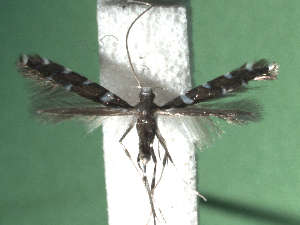  ( - KLM Lep 15393)  @11 [ ] CreativeCommons - Attribution Non-Commercial Share-Alike (2020) Christian Wieser Landesmuseum Kärnten