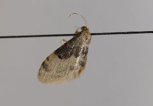  ( - TLMF Lep 28051)  @12 [ ] CreativeCommons - Attribution Non-Commercial Share-Alike (2019) Peter Huemer Tiroler Landesmuseum