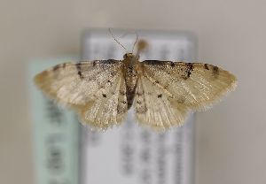  ( - TLMF Lep 28076)  @12 [ ] CreativeCommons - Attribution Non-Commercial Share-Alike (2019) Peter Huemer Tiroler Landesmuseum