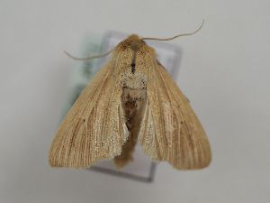  ( - TLMF Lep 29254)  @13 [ ] CreativeCommons - Attribution Non-Commercial Share-Alike (2020) Peter Huemer Tiroler Landesmuseum