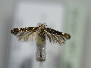  ( - TLMF Lep 29538)  @11 [ ] CreativeCommons - Attribution Non-Commercial Share-Alike (2020) Peter Huemer Tiroler Landesmuseum