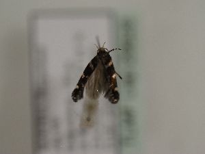  ( - TLMF Lep 29628)  @11 [ ] CreativeCommons - Attribution Non-Commercial Share-Alike (2020) Peter Huemer Tiroler Landesmuseum