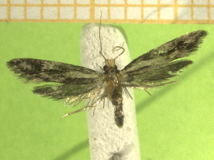  ( - KLMLep16292)  @11 [ ] CreativeCommons - Attribution Non-Commercial Share-Alike (2024) Laura Waldner Landesmuseum K&auml;rnten