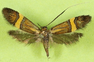  (Nemophora irrorella - KLMLep16352)  @11 [ ] CreativeCommons - Attribution Non-Commercial Share-Alike (2025) Laura Waldner Landesmuseum Kärnten