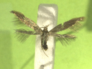  ( - KLMLep16504)  @11 [ ] CreativeCommons - Attribution Non-Commercial Share-Alike (2025) Christian Wieser Landesmuseum Kärnten