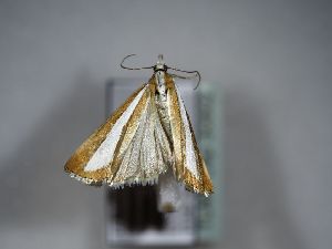  ( - TLMF Lep 30802)  @11 [ ] CreativeCommons - Attribution Non-Commercial Share-Alike (2021) Peter Huemer Tiroler Landesmuseum