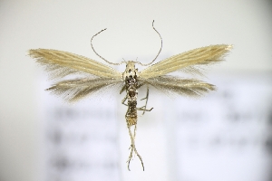  ( - TLMF Lep 28446)  @11 [ ] CreativeCommons - Attribution Non-Commercial Share-Alike (2022) Toni Mayr Tiroler Landesmuseum