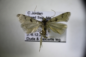  (Anomologini - TLMF_Lep_32169)  @11 [ ] CreativeCommons - Attribution Non-Commercial Share-Alike (2022) Toni Mayr Tiroler Landesmuseum