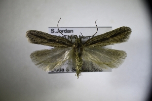  (Mirificarma ocelinella - TLMF_Lep_32189)  @11 [ ] CreativeCommons - Attribution Non-Commercial Share-Alike (2022) Toni Mayr Tiroler Landesmuseum