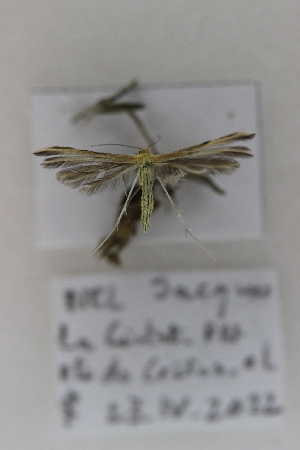  (Merrifieldia inopinata - TLMF_Lep_33642)  @11 [ ] CreativeCommons - Attribution Non-Commercial Share-Alike (2023) Jacques Nel Tiroler Landesmuseum