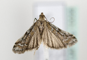  ( - TLMF Lep 10058)  @12 [ ] CreativeCommons - Attribution Non-Commercial Share-Alike (2013) Peter Huemer Tiroler Landesmuseum Ferdinandeum