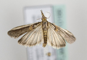  ( - TLMF Lep 10166)  @13 [ ] CreativeCommons - Attribution Non-Commercial Share-Alike (2013) Peter Huemer Tiroler Landesmuseum Ferdinandeum