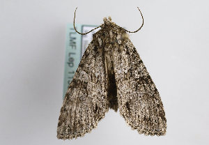  ( - TLMF Lep 11396)  @13 [ ] CreativeCommons - Attribution Non-Commercial Share-Alike (2013) Unspecified Tiroler Landesmuseum Ferdinandeum