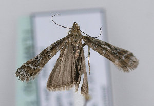  ( - TLMF Lep 13299)  @12 [ ] CreativeCommons - Attribution Non-Commercial Share-Alike (2013) Peter Huemer Tiroler Landesmuseum Ferdinandeum